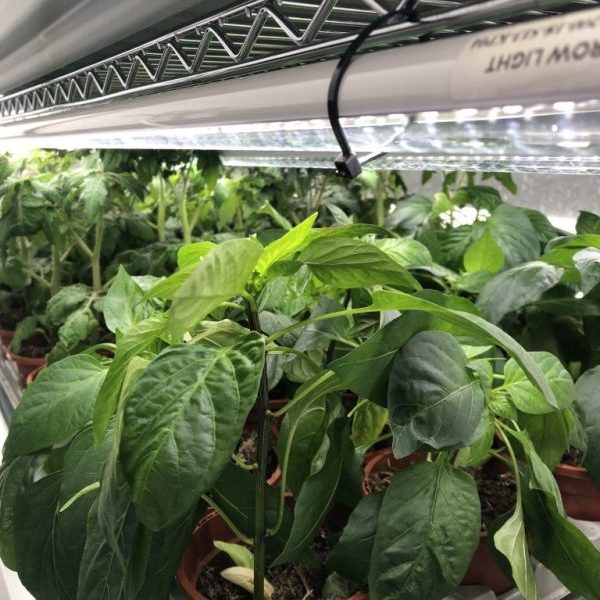 SmartGreens UK